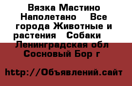 Вязка Мастино Наполетано  - Все города Животные и растения » Собаки   . Ленинградская обл.,Сосновый Бор г.